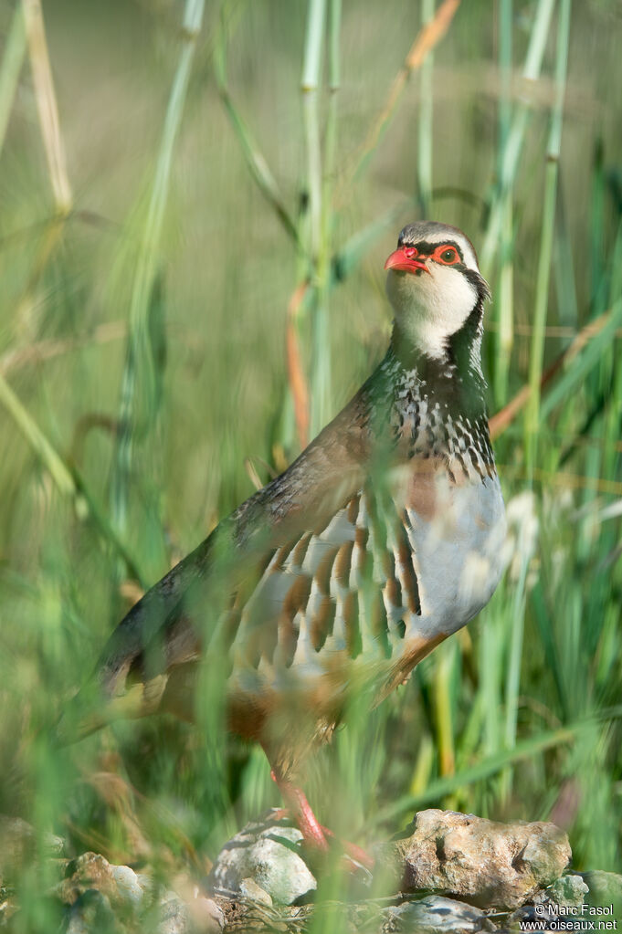 Perdrix rouge adulte, nuptial, habitat