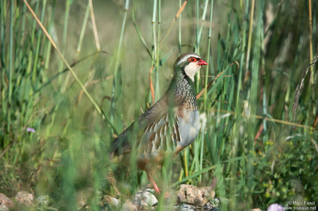 Perdrix rouge adulte, nuptial, identification