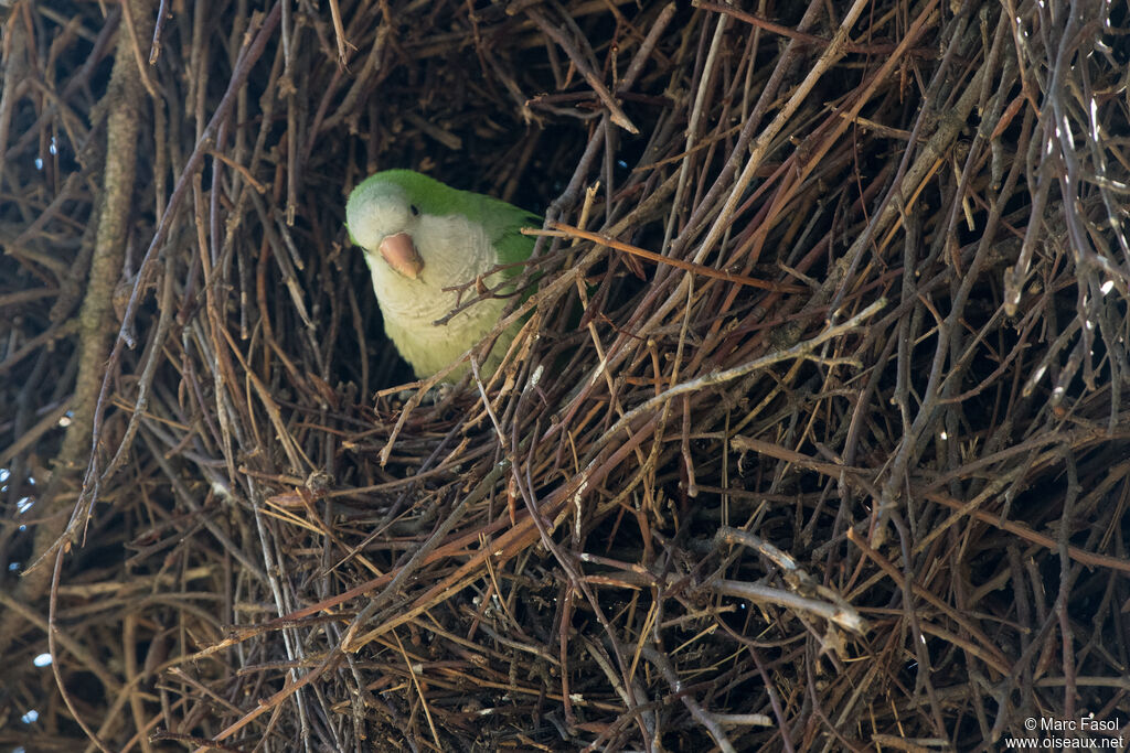 Monk Parakeetadult breeding, Reproduction-nesting