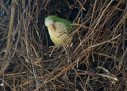 Monk Parakeet