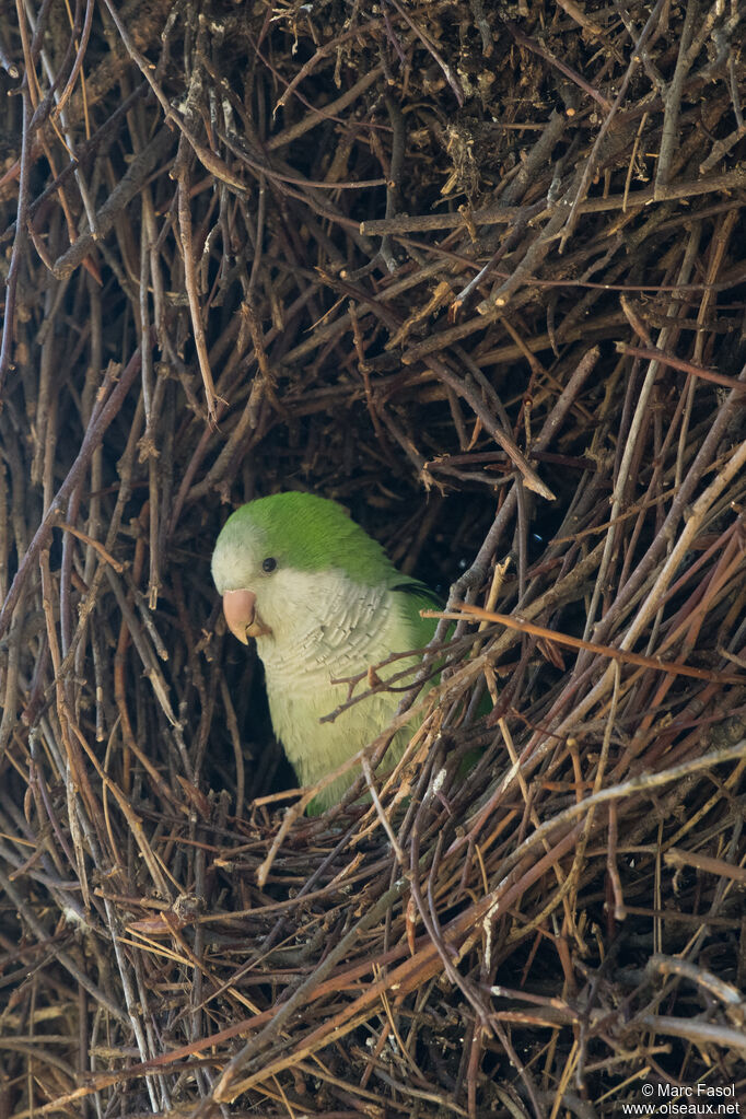 Monk Parakeetadult, Reproduction-nesting