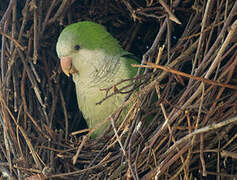 Monk Parakeet