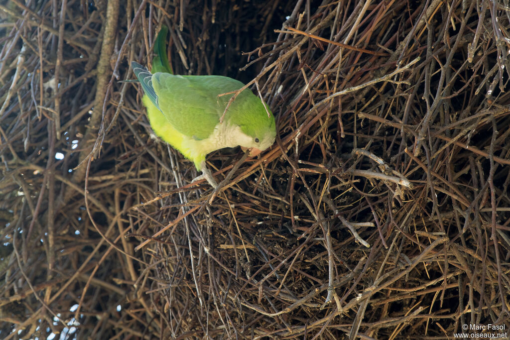 Monk Parakeetadult, Reproduction-nesting