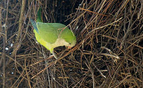 Monk Parakeet