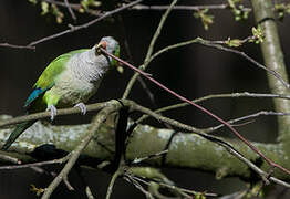 Monk Parakeet