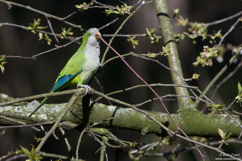 Monk Parakeetadult, identification, Reproduction-nesting