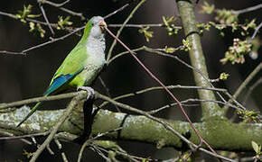 Monk Parakeet