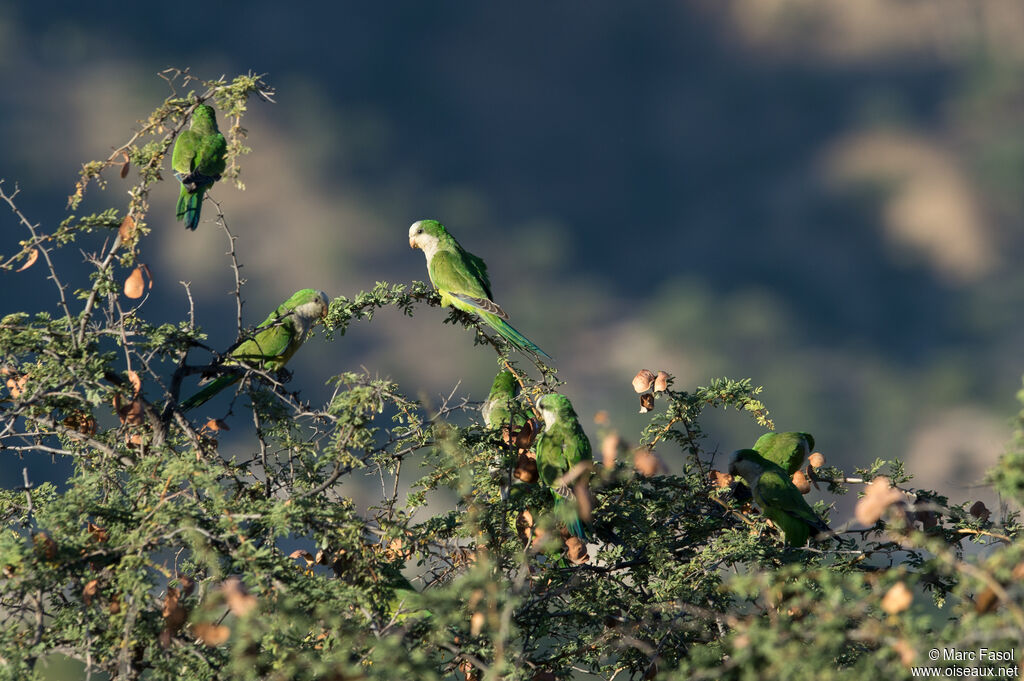 Monk Parakeet, eats