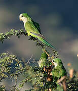 Monk Parakeet