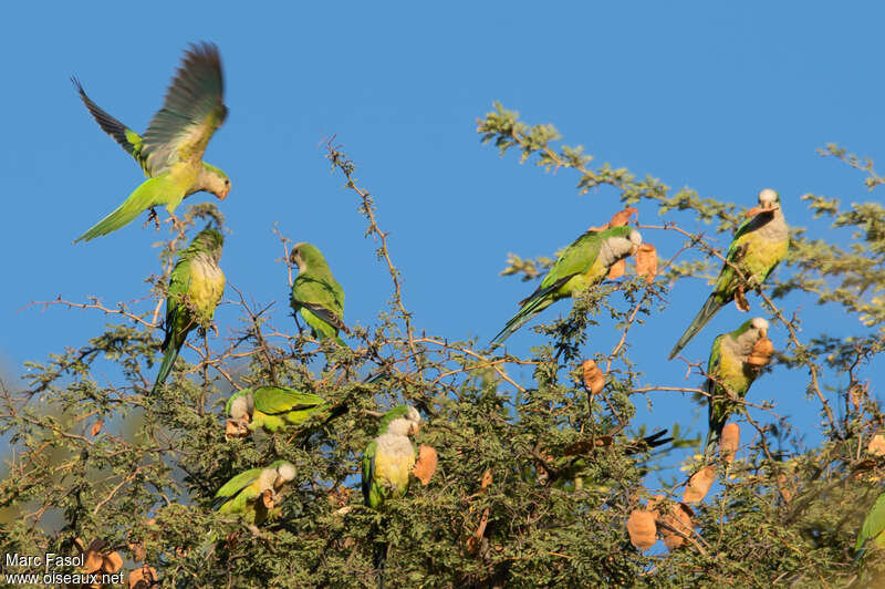 Monk Parakeet, habitat, eats