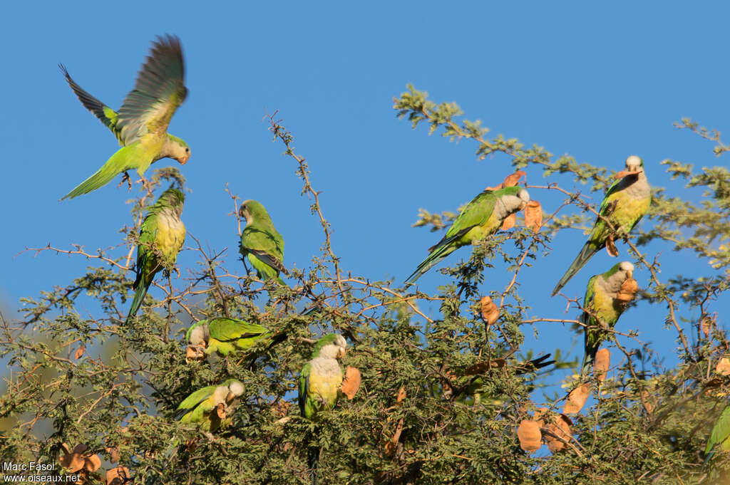 Monk Parakeet, habitat, eats