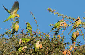 Monk Parakeet