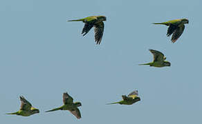 Monk Parakeet