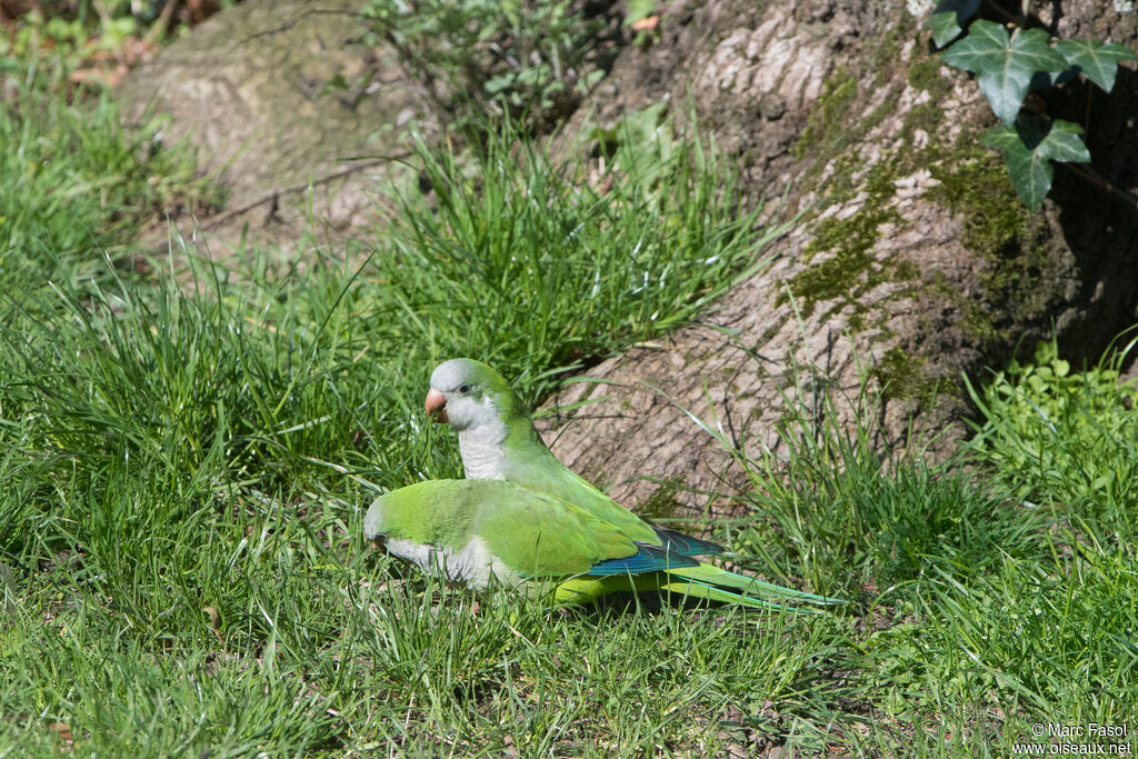 Monk Parakeetadult, eats