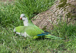 Monk Parakeet