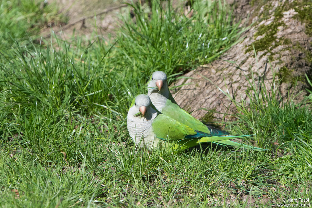 Monk Parakeetadult breeding