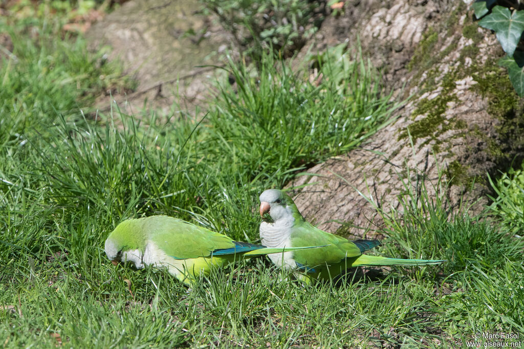 Monk Parakeetadult breeding, eats