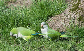 Monk Parakeet