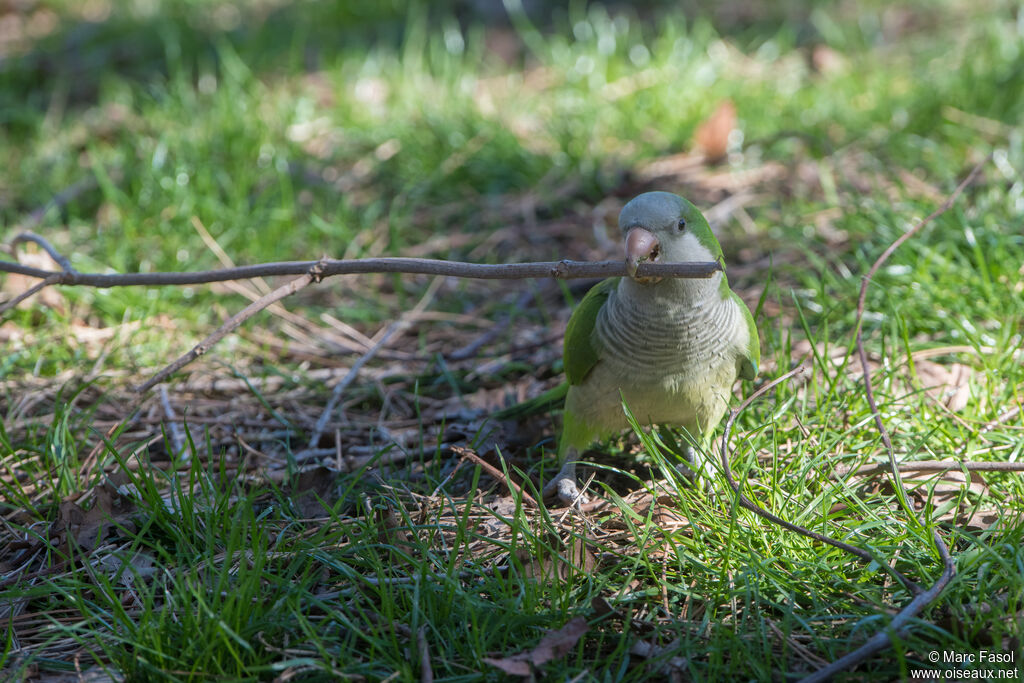 Monk Parakeetadult, identification, Reproduction-nesting