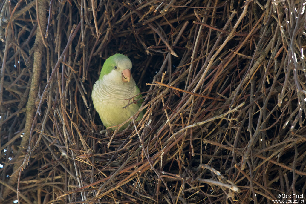 Monk Parakeetadult breeding, Reproduction-nesting