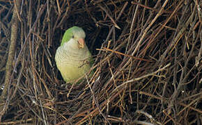 Monk Parakeet