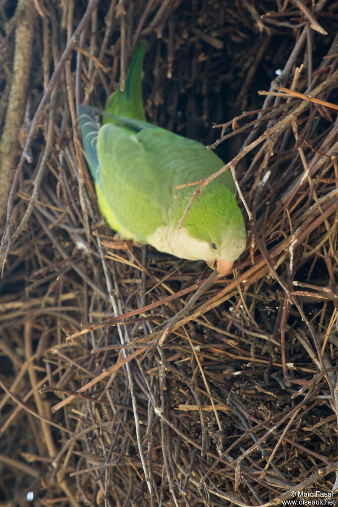 Perriche veuveadulte, identification, Nidification