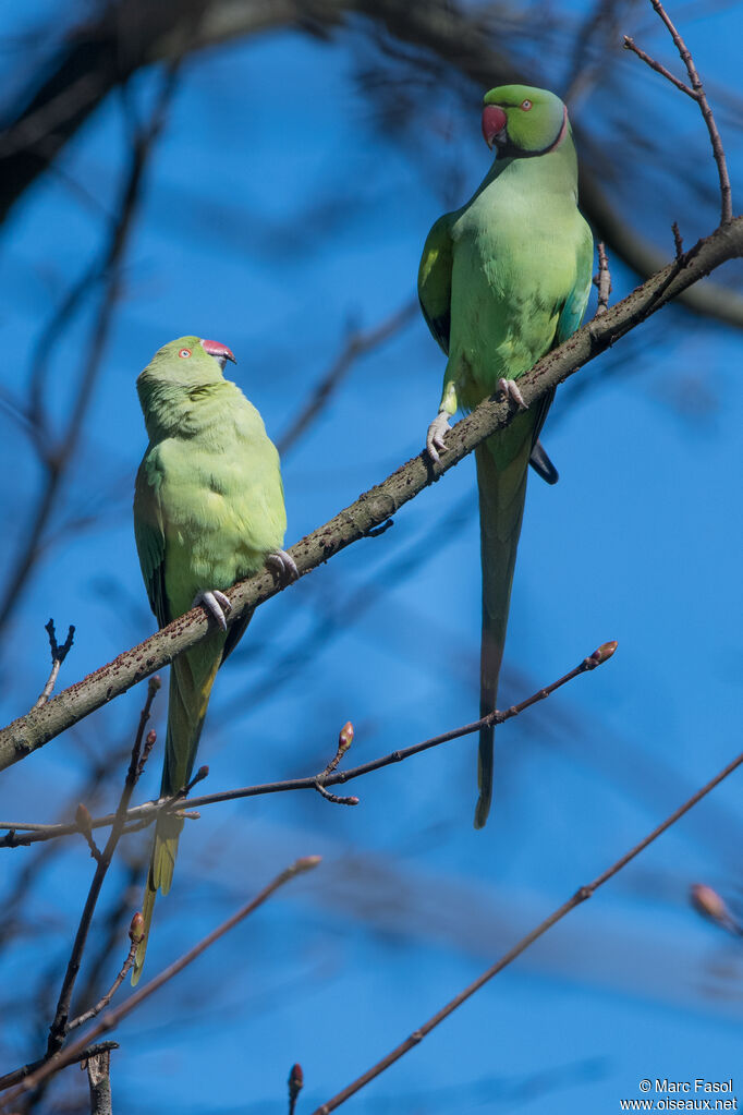 Rose-ringed Parakeetadult breeding, courting display