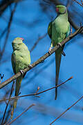 Rose-ringed Parakeet