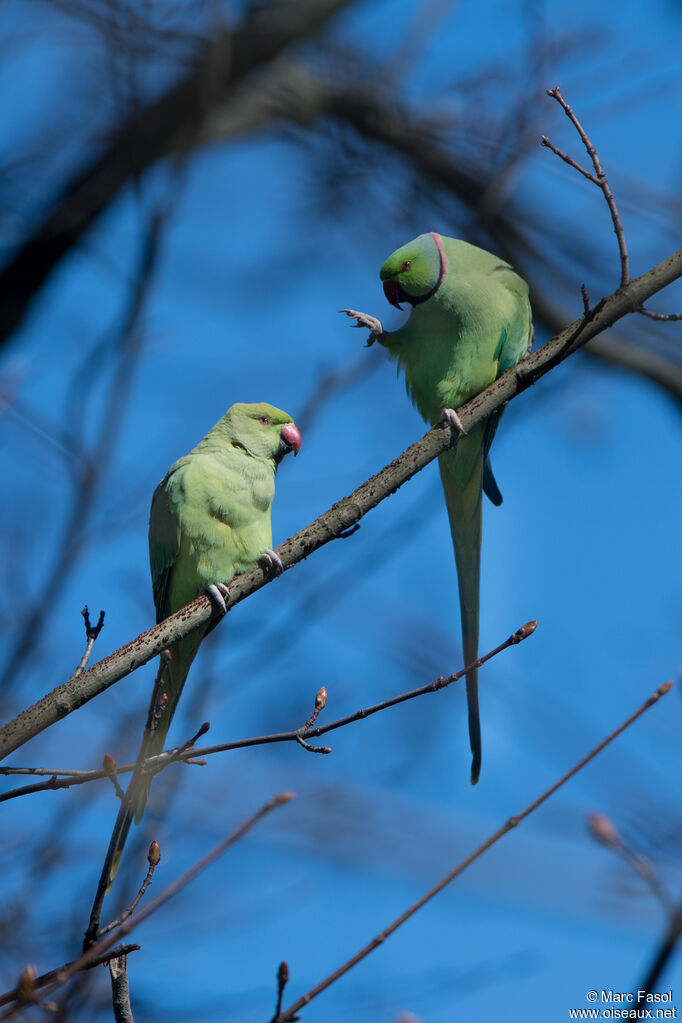 Rose-ringed Parakeetadult breeding, courting display