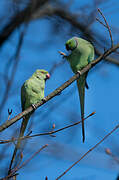 Rose-ringed Parakeet