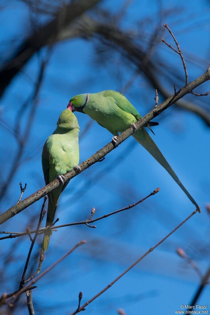 Rose-ringed Parakeetadult breeding, courting display