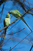 Rose-ringed Parakeet