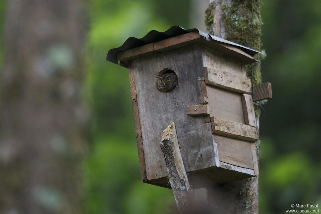 Bearded Screech Owladult breeding, identification, Reproduction-nesting, Behaviour