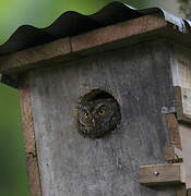 Bearded Screech Owl