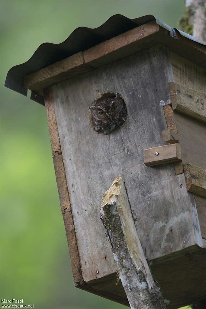 Bearded Screech Owladult breeding, identification, Behaviour