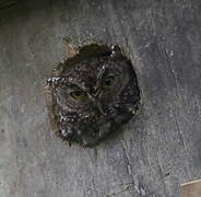 Bearded Screech Owl