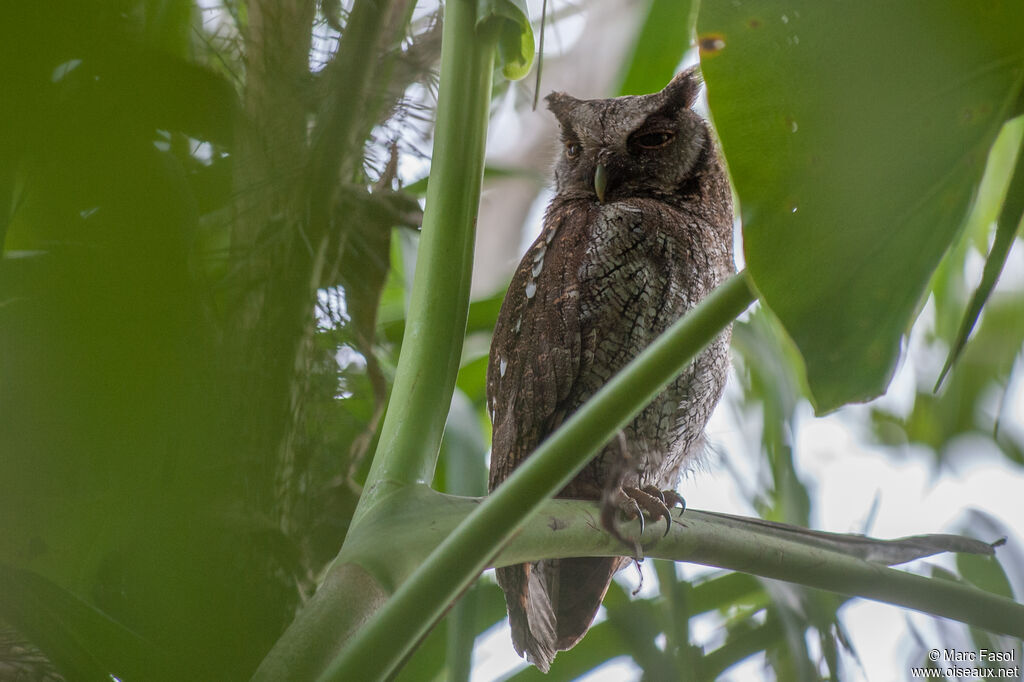 Tropical Screech Owladult