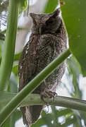 Tropical Screech Owl