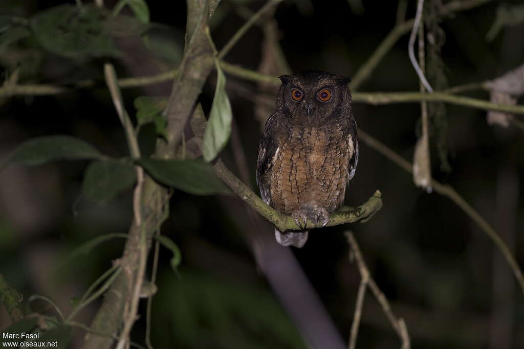 Petit-duc de Watsonadulte, identification