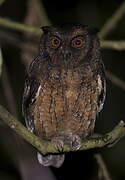 Tawny-bellied Screech Owl