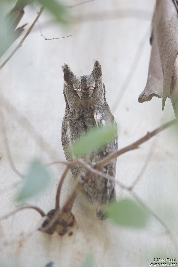 Eurasian Scops Owl male adult breeding, identification, camouflage, Behaviour