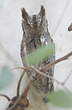 Petit-duc scops