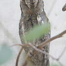Petit-duc scops