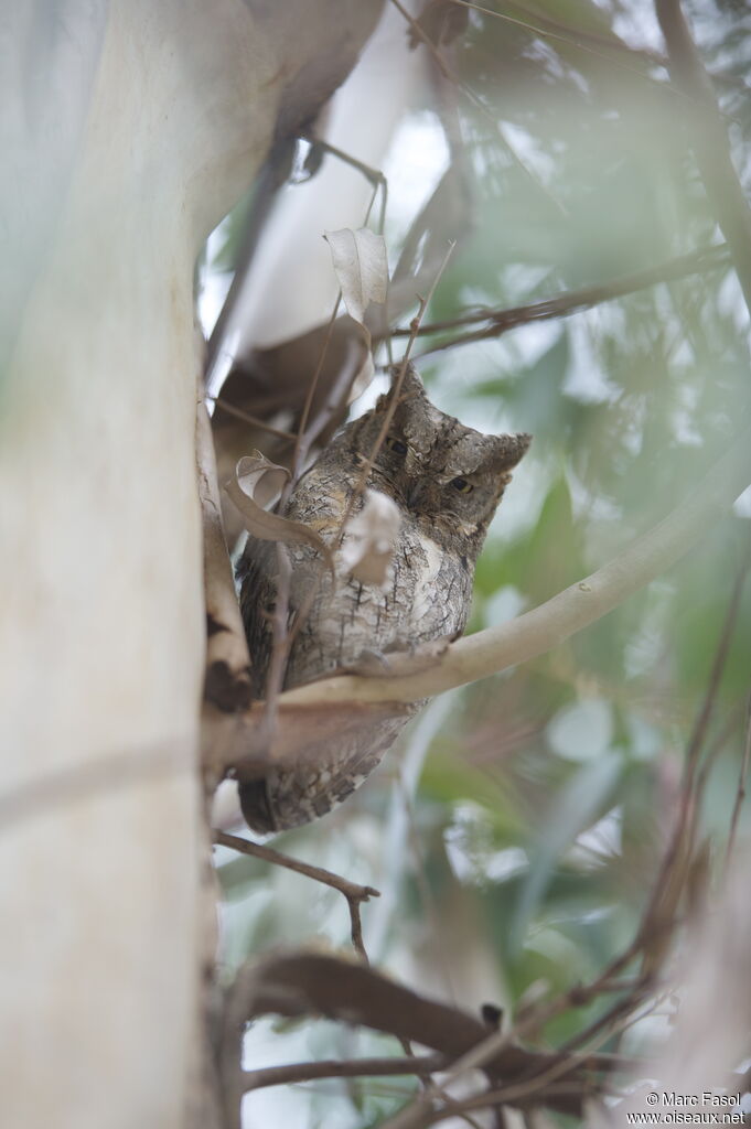 Petit-duc scops femelle adulte nuptial, identification, camouflage, Comportement