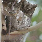 Petit-duc scops