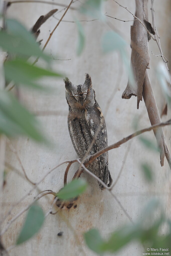 Petit-duc scops mâle adulte nuptial, identification, camouflage, Comportement