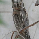 Petit-duc scops