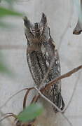 Eurasian Scops Owl