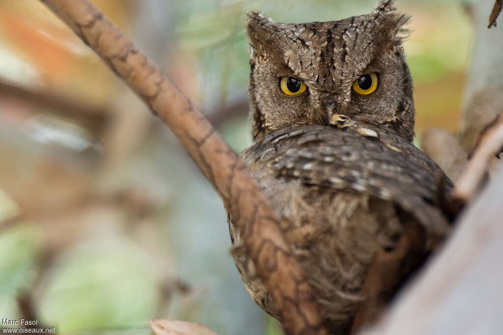 Eurasian Scops Owladult, close-up portrait