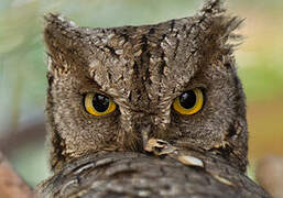 Eurasian Scops Owl